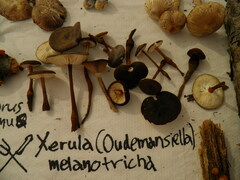 Xerula melanotricha