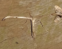 Pterophorinae