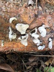 Schizophyllum