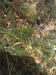 Carex minor