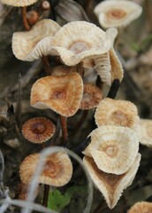 Crinipellis scabella