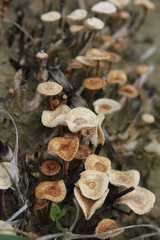 Crinipellis scabella