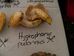 Pudorini