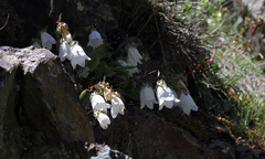 Campanula betulifolia