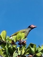 Sphecotheres vieilloti