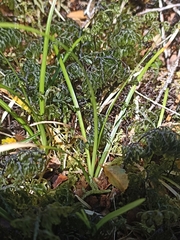 Carex minor