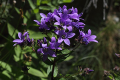 Campanula lactiflora