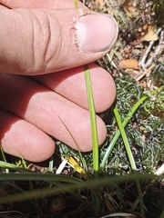 Carex minor