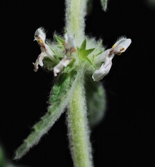 Stachys albens