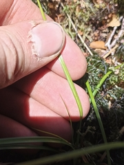 Carex minor