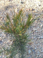 Casuarina cunninghamiana