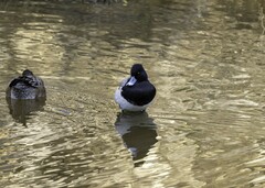 Aythya affinis