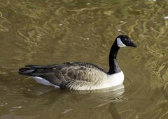 Branta canadensis
