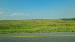 Campuloclinium macrocephalum