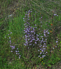 Campanula lyrata