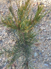 Casuarina cunninghamiana