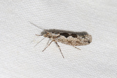 Ypsolopha vittella