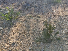 Casuarina cunninghamiana