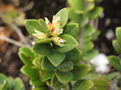 Disterigma alaternoides