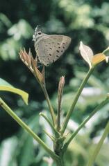 Pseudolycaena damo