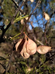 Mimozyganthus carinatus