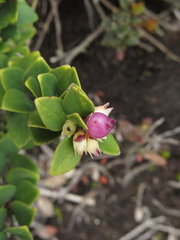 Disterigma alaternoides