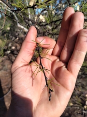 Mimozyganthus carinatus