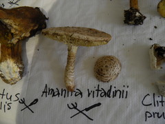 Saproamanita vittadinii