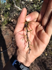 Mimozyganthus carinatus