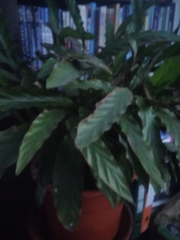 Goeppertia rufibarba