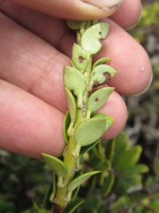 Disterigma alaternoides