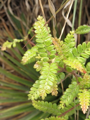 Weinmannia tomentosa