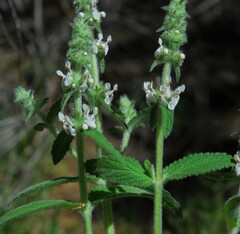 Stachys albens