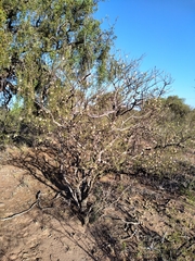 Mimozyganthus carinatus