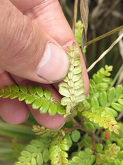 Weinmannia tomentosa