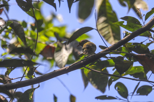 Helmeted Pygmy Tyrant (Lophotriccus galeatus), photo 9