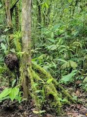 Socratea exorrhiza