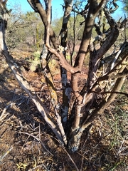 Mimozyganthus carinatus