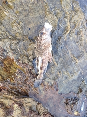 Chironemus marmoratus