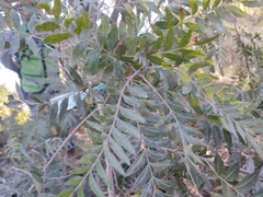 Anacardiaceae