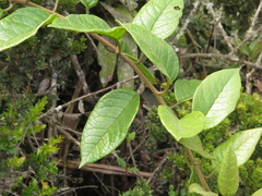 Dendrophorbium