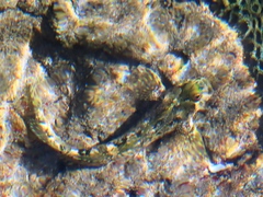 Blenniidae