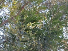 Anacardiaceae