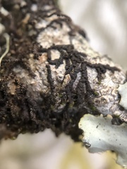 Frullania eboracensis