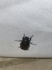 Phyllophaga