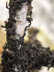 Frullania eboracensis