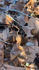 Platanus occidentalis