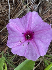 Ipomoea polpha