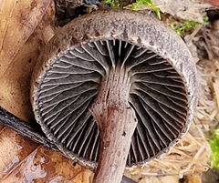 Panaeolus acuminatus