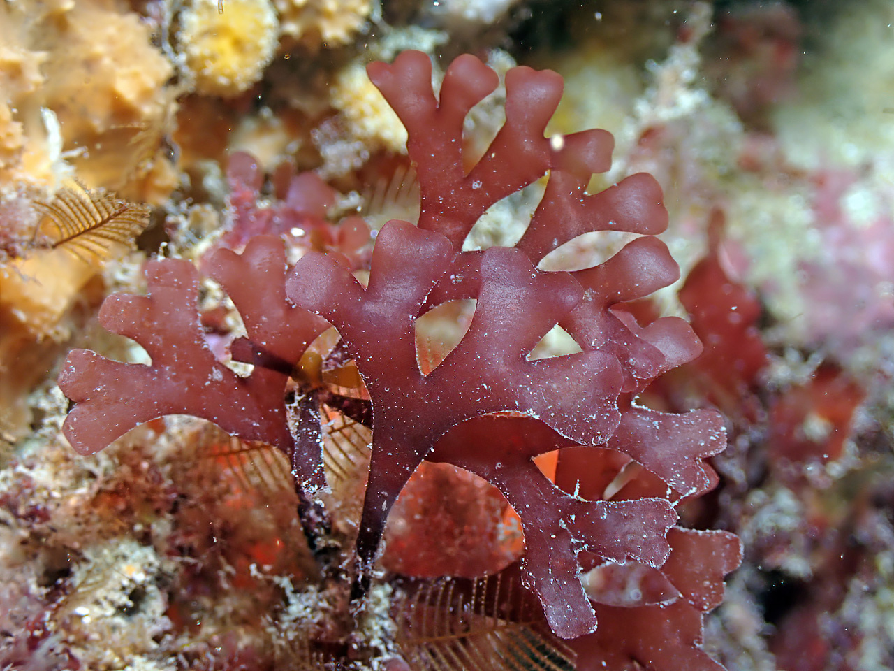 Rhodymenia